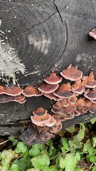 Rhodofomes cajanderi