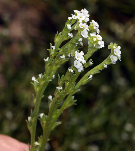 iNaturalist observation photo of stalked popcornflower