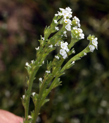 Plagiobothrys stipitatus