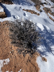 Cercocarpus intricatus