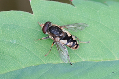 Parhelophilus rex