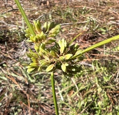 Cyperus surinamensis