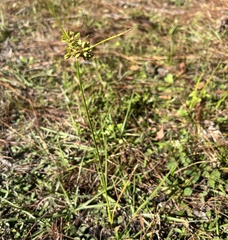Cyperus surinamensis