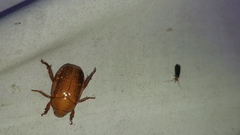 Anoplognathus concolor