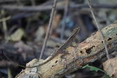 Anolis gaigei