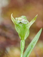 Pterostylis montana
