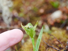 Pterostylis montana