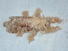 Titya synoecura