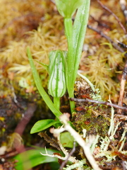 Pterostylis montana