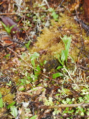 Pterostylis montana