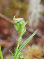 Pterostylis montana