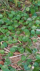Hydrocotyle bonariensis