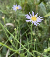 Symphyotrichum adnatum