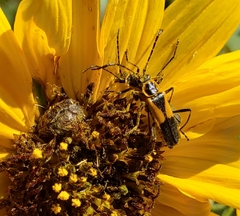 Chauliognathus deceptus