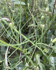 Symphyotrichum adnatum