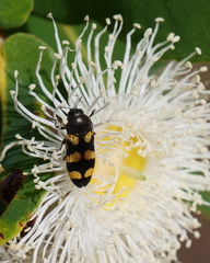 Castiarina inconspicua