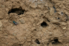 Chrysura