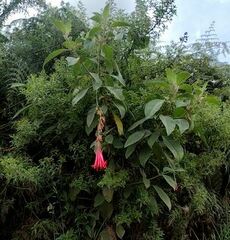 Gentianaceae