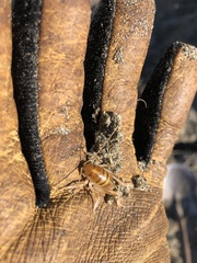 Rhachocnemis validus