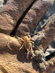 Rhachocnemis validus