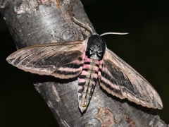 Sphinx ligustri