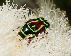 Eupoecila australasiae