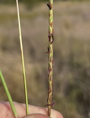 Elionurus tripsacoides