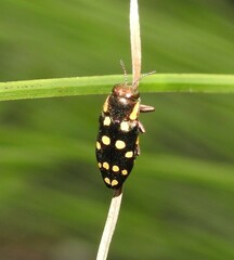 Diphucrania