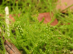 Selaginella uliginosa