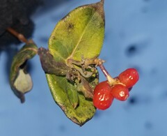 Lonicera sempervirens