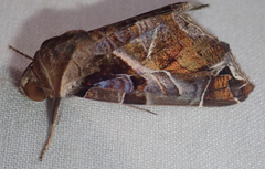 Calyptis semicuprea