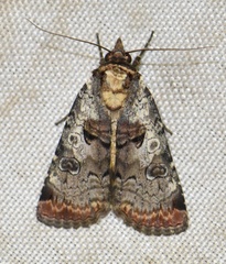 Epilecta linogrisea