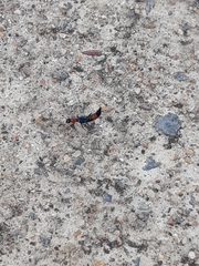 Paederus cruenticollis