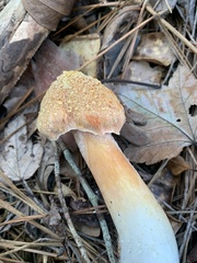 Boletellus