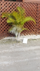 Dypsis lutescens