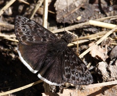 Erynnis tristis
