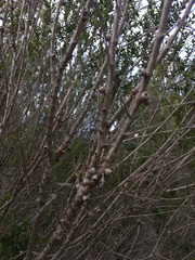 Melaleuca acuminata