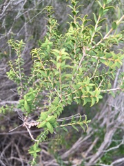 Melaleuca acuminata