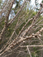 Melaleuca acuminata