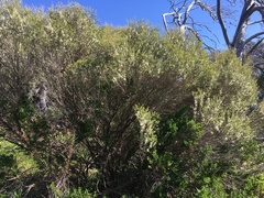 Melaleuca acuminata