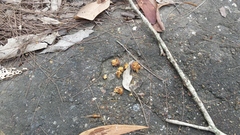 Calyptorhynchus lathami