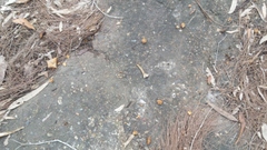 Calyptorhynchus lathami