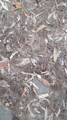 Calyptorhynchus lathami