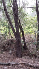 Calyptorhynchus lathami