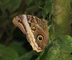Caligo atreus