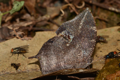 Memphis moruus