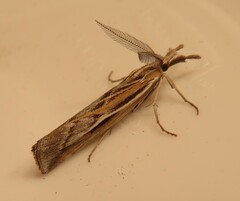 Thaumatopsis pexellus