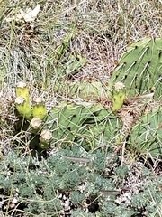 Opuntia polyacantha