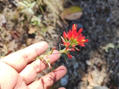 Castilleja bryantii