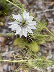 Nigella